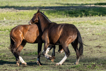 Two Energetic Horses Engaged in Playful Interaction on a Green Field &ndash; Powerful Stallion Dominance Display in Nature