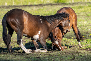 Raw Power and Instinct – Two Horses in Physical Struggle on the Grass, Displaying Dominance and...