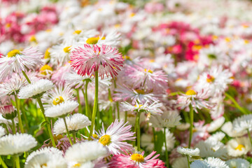 Bellis Perennis - Gänseblümchen