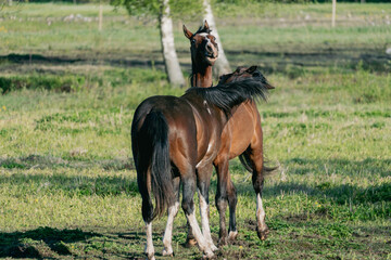 Expressive Horse Interaction – Two Stallions Communicating with Powerful Body Language on a Sunny...