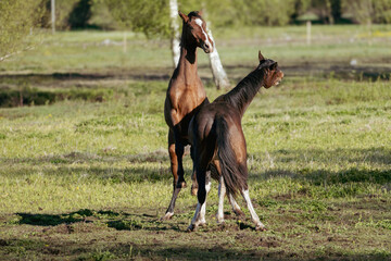 Two Horses Standing Alert in a Meadow – Calm Yet Tense Moment of Equine Awareness and Social...