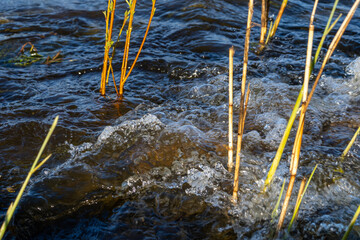 Bubbling Water Flowing Through Reeds – Close-up of Vibrant Ripples, Bubbles and Natural Motion in...