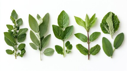 Fototapeta premium Artistic flat lay composition of assorted leaves in various shades of green isolated on white background minimal nature style