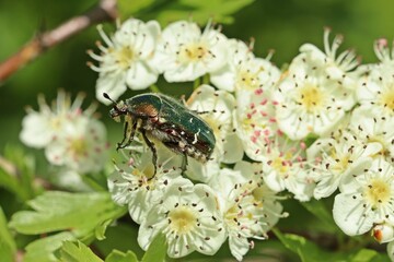 Gemeiner Rosenkäfer (Cetonia aurata) auf blühendem Weißdorn (Crataegus monogyna).
