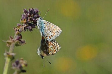 Paarung des Hauhechel-Bläulings (Polyommatus icarus)