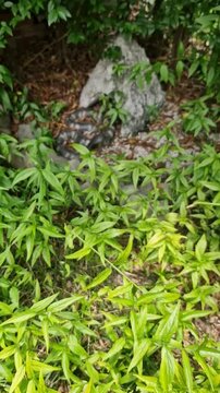 fear of a plastic model of a snake that looks like it's alive and is placed among rocks and bushes in an outdoor exhibit