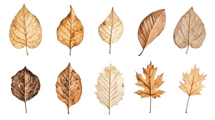 Obraz premium Autumn leaf collection isolated on white background, different types of dried leaves, fall foliage design