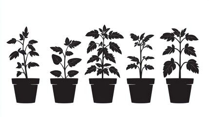 Obraz premium Three potted plants, arranged in sequence, demonstrate the stages of growth from a seedling to a mature tomato plant producing fruit