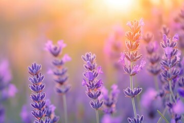 Naklejka premium Lavender field in sunset light