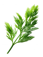 Fototapeta premium Fresh carrot top isolated on white background, perfect for food and healthy eating themes, natural and vibrant.