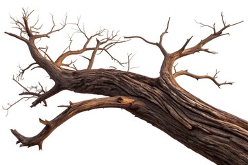 Fototapeta premium Ancient Tree Silhouette: A striking, weathered tree stretches across the scene, its gnarled branches reaching outwards against a backdrop of emptiness.