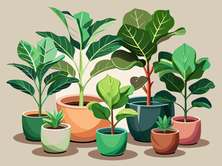 Obraz premium vector of A collection of fiddle leaf fig plants in minimalist ceramic pots isolated on clear