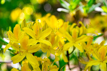 Yellow rhododendron flowers in spring park