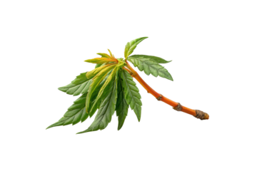 PNG Cannabis leaf cutting with orange stem on black background