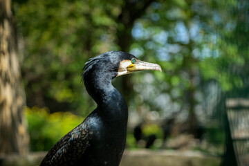 Isolation. Cormorant poses for camera for amazed crowd at zoo