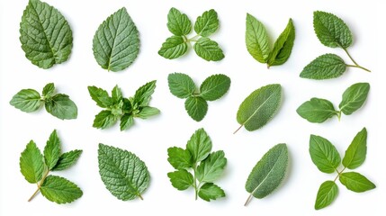 Collection of assorted green leaves from tropical plants isolated on white background minimal botanical flat lay concept