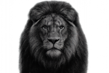 Black and white photo of a fierce lion with a majestic mane, sharp eyes, and powerful stance isolated on transparent background.