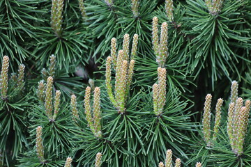 Pine branch with buds in spring, Pinus mugo, close up.