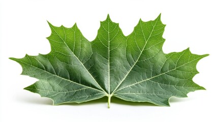 Naklejka premium Detailed maple leaf texture and shape isolated on clean white background macro studio nature stock photography