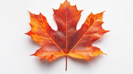 Obraz premium Detailed maple leaf texture and shape isolated on clean white background macro studio nature stock photography