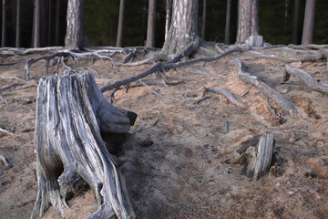 Decay and Growth in the Woods