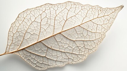Fototapeta premium Close-up macro detail of leaf veins isolated on clean white background sharp focus botanical nature stock photography