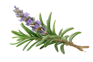 PNG Fresh lavender and rosemary sprig with purple flowers on black background