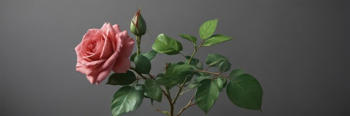 Obraz premium Isolated rose with green leaves, perfect frame , green, nature
