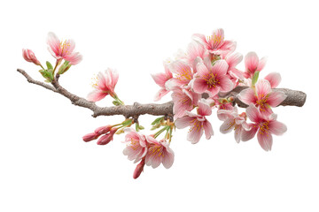 Fototapeta premium PNG Vibrant pink cherry blossom branch on black background