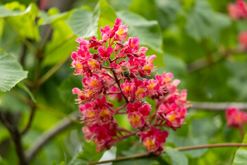 Close-up of a vibrant blossoming red horse chestnut tree