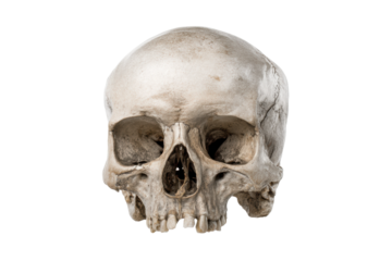 PNG Human skull front view on black background: detailed bone structure anatomy