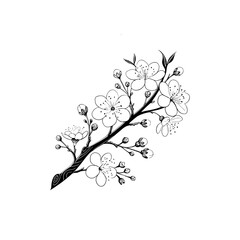 A black and white drawing of a branch with white flowers