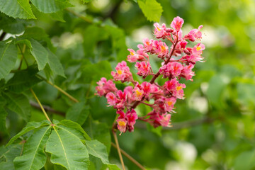 Close-up of a vibrant blossoming red horse chestnut tree