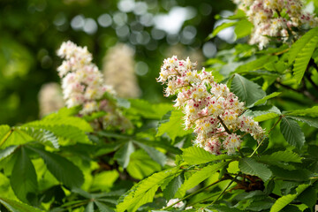 Close-up of a branch of a blossoming chestnut tree