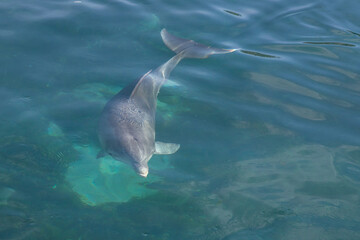 Exposure of rescued dolphins in Bermuda Island, namely Offshore Bottlenose Dolphins (Tursiops...