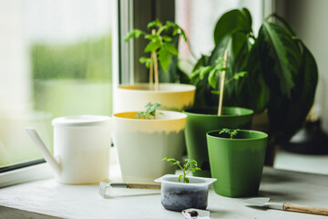 Concept of urban home gardening, growing organic vegetables. Growing cherry tomato seedling plants in re-used plastic pots on balcony window sill. Sustainable lifestyle, eco friendly hobby, recreation