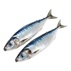 Naklejka premium Two fresh mackerel fish with silvery scales and blue markings, lying side by side.
