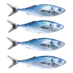 Fototapeta premium Four fresh mackerel fish aligned horizontally, showcasing their silvery blue scales and streamlined bodies.