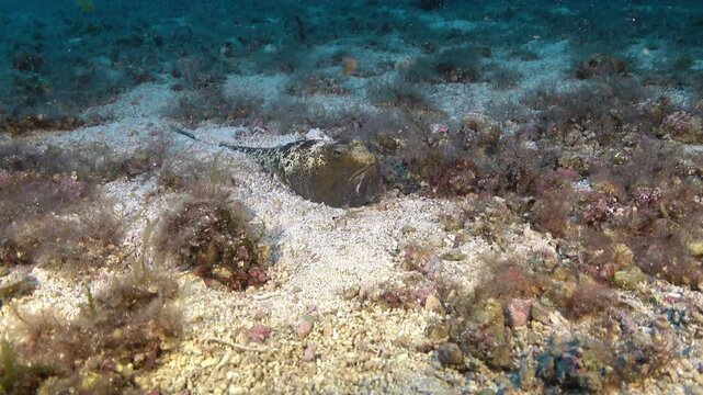 Dangerous underwater - Black Weever fish in a sand seabed