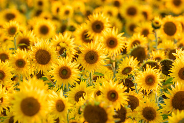 Background of large blooms of the common sunflower, Helianthus annuus flowering on a sunflower field