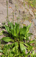 Plantago lanceolata  knownas ribwort plantain, narrowleaf plantain, English plantain, ribleaf,...