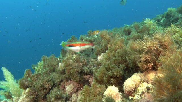Marine life - Coris Julis in shallow sea water