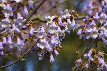 Obraz premium Paulownia tomentosa flowers. Light purple, bell shaped flowers.