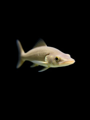 Juvenile Silurus glanis sheatfish swimming against a black background showcasing its unique features and indigenous habitats in Europe