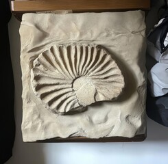 Ancient Fossil's Silent Story: A close-up perspective unveils the intricate beauty of an ancient ammonite fossil preserved within a stone, hinting at the epochs that have passed.