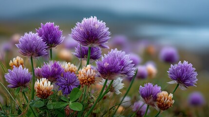Fototapeta premium A photo of a purple and white flower field with a hazy sky in the background