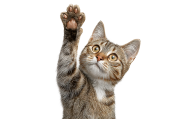 PNG Playful tabby kitten raising paw against black background