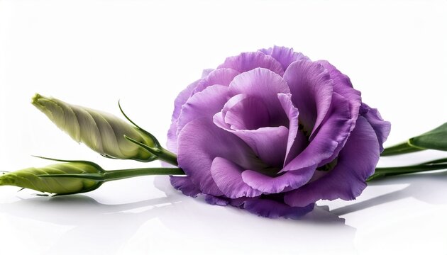 beautiful flower with buds isolated on white eustoma lisia