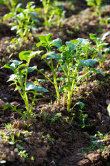 potato vines