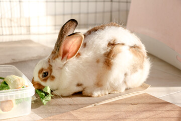 Obraz premium Studio Portrait of a Domestic Rabbit